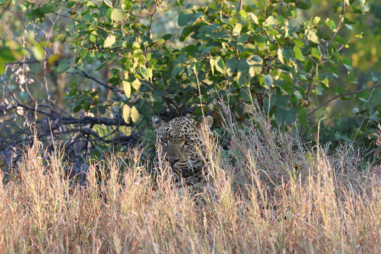 camo-leopard-in-the-grass