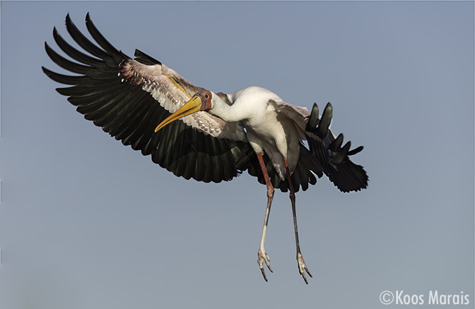 Koos Marais Nimmersat Nuusbrief Julie 2024 450px