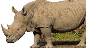 conservation bewaring