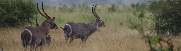 Artikel Andre Waterbokvleis banner 450px