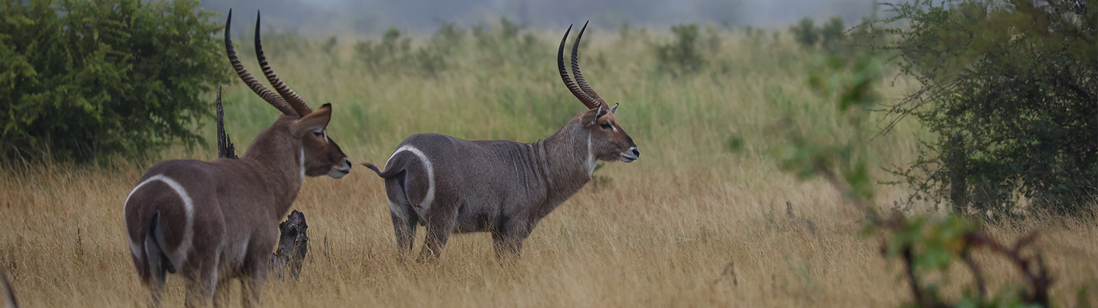 Artikel Andre Waterbokvleis banner 450px