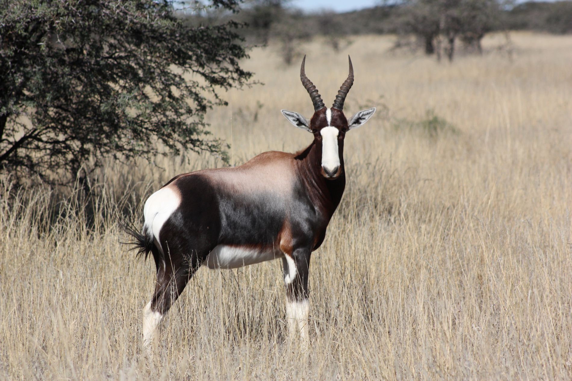 Bontebok klein