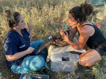 Pangolin Emma de Jager giving Maruti the required care